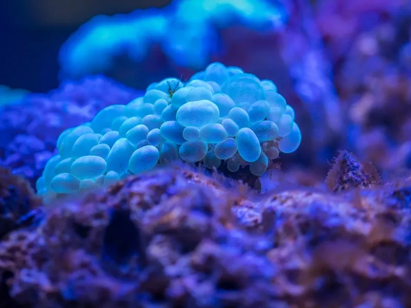 biology 800x600